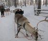 Art, culture, traditions, sightseeing - Finland Lapland - Tour - photo image